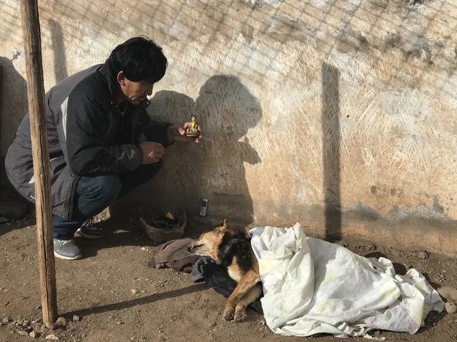 衡水藏獒买卖:如何看待藏獒经济崩盘，青藏高原数万只流浪狗成灾？