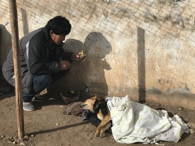 青海西北藏獒网:如何看待藏獒经济崩盘，青藏高原数万只流浪狗成灾？