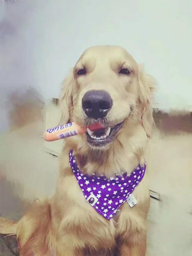 金毛犬有什么缺点？插图30