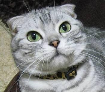 铃铛猫叫什么:该不该给猫戴项圈和铃铛？