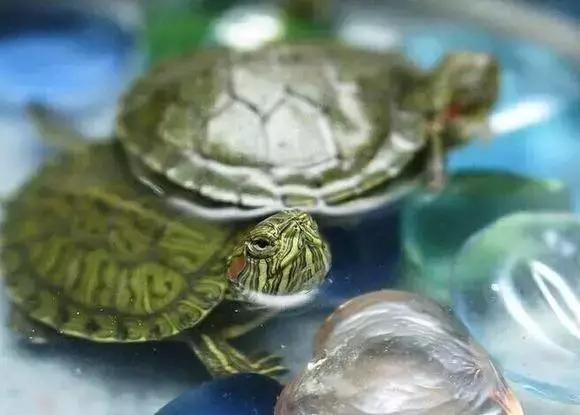 头盔蛋龟怎么养:养的头盔龟腐皮了应该怎么办？