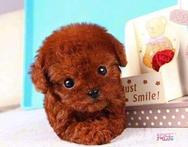 香槟色泰迪犬怎么养:宠物狗泰迪的饲养方法，两个月小泰迪怎么养？