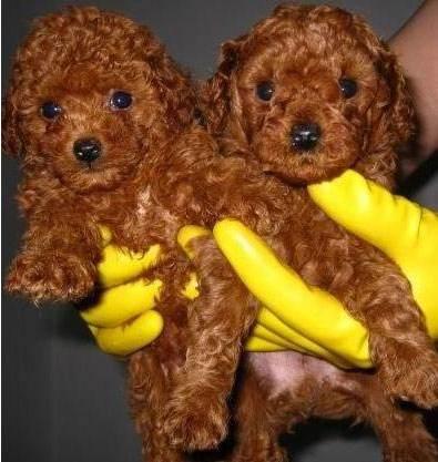 香槟色泰迪犬怎么养:宠物狗泰迪的饲养方法，两个月小泰迪怎么养？