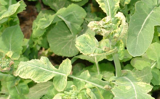 头条问答 - 油菜病毒苦死了,怎么处理?(4个回答)