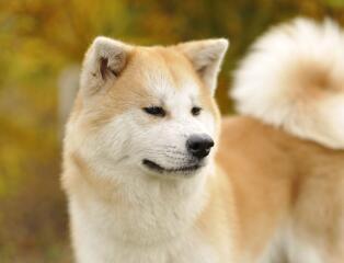 柴犬奇迹物语感想:养了一只像八公一样的柴犬是什么感受？