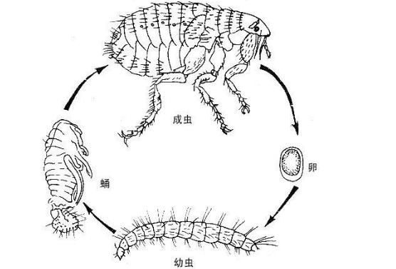 去跳蚤最简单的方法:把小狗放在桶中泡十分钟，能不能淹死跳蚤？