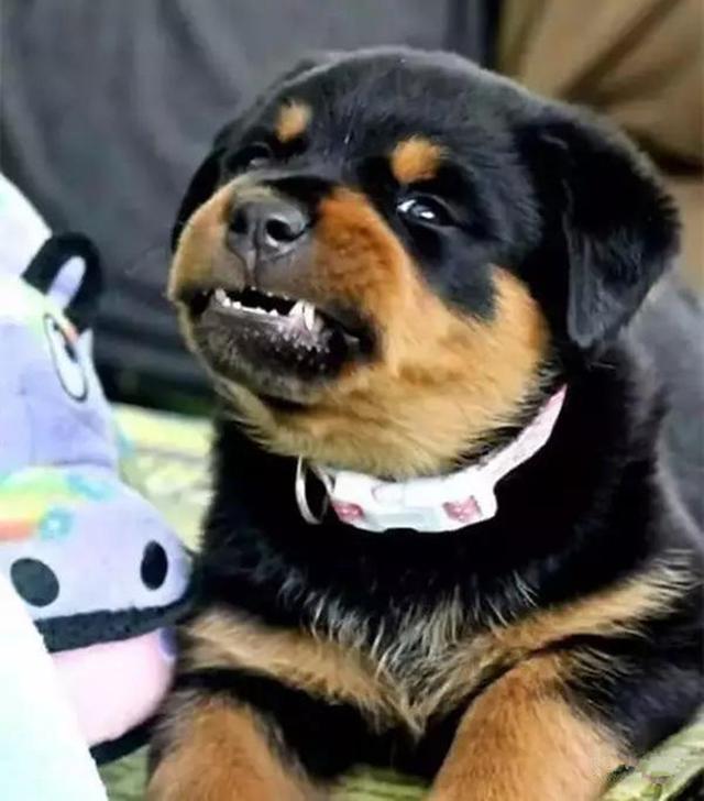 罗威那狗狗:罗威那的照片 罗威纳，真的是那种遭人恨的恶犬吗？