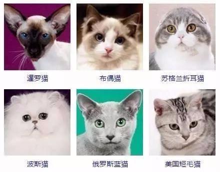 宿舍里怎么养猫:你怎么看待大学生在宿舍养宠物的现象？ 宿舍里养猫都是怎么藏的