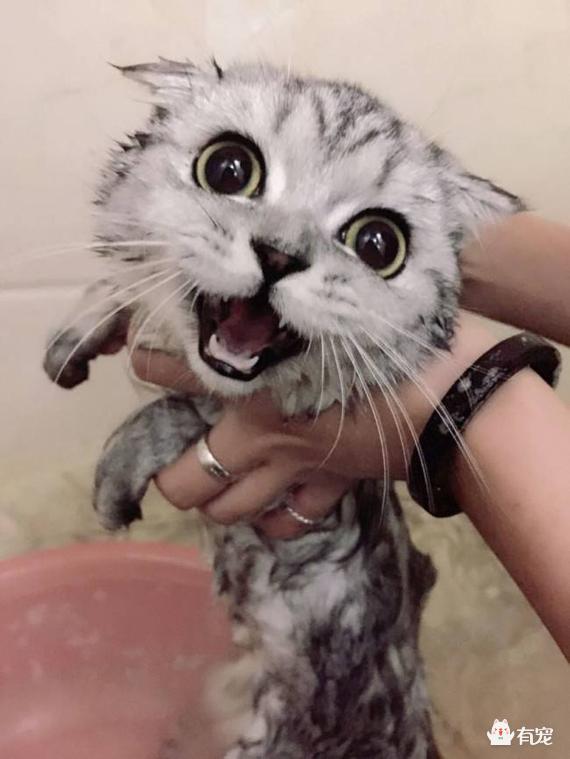 调皮的咖啡猫:如何让一只脾气臭到爆的加菲猫脾气好点？