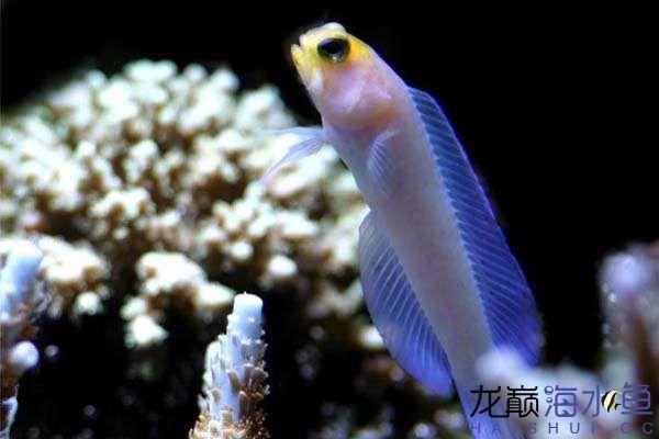 隆头鱼科海水观赏鱼:隆头鱼科海水鱼 谁能给介绍几种比较凶猛的观赏鱼？