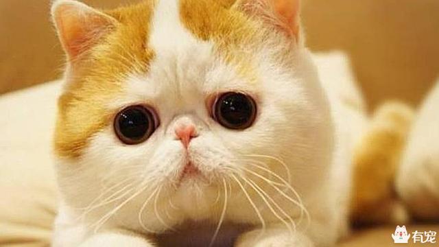 调皮的咖啡猫:如何让一只脾气臭到爆的加菲猫脾气好点？