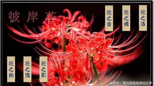 彼岸花头像,彼岸花美图和传说有哪些？