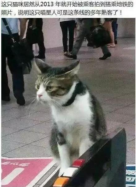 日本截尾猫:日本截尾猫图片 在日本宠物可以进地铁吗？