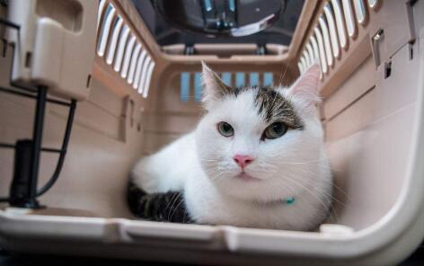 日本截尾猫:日本截尾猫图片 在日本宠物可以进地铁吗？