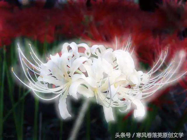 彼岸花动漫图片求彼岸花精灵王曼珠沙华图片