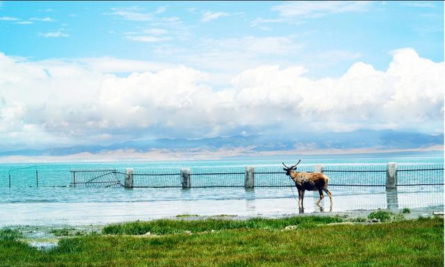 普通秋沙鸭:青海湖是咸水湖还是淡水湖？