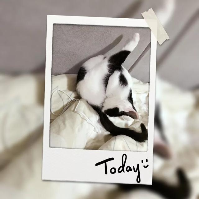 爱洗澡的猫猫视频:小朋友爱洗澡的视频 你洗澡时猫咪老是蹲在门口吗，它是守护你么？