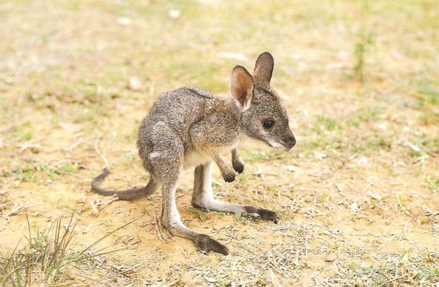 袋鼠尾巴的作用壮阳，澳大利亚的袋鼠的尾巴的作用是什么？