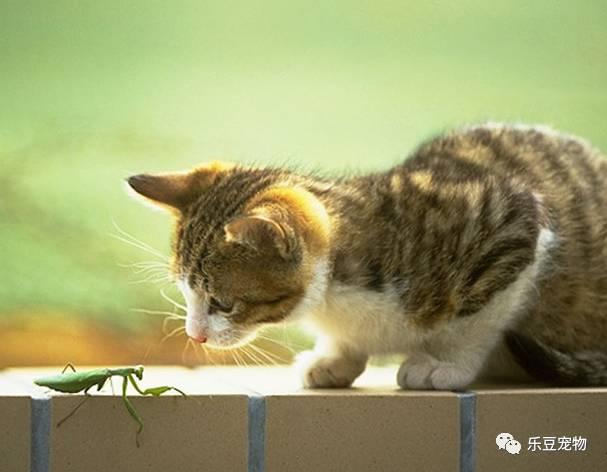 宠物地带被家猫咬了:被自己家的猫抓破了一点，需要打针吗？