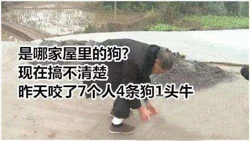 保安遭恶犬攻击视频吓尿了:大学校园有只流浪狗，保安该不该把它打死？ 保安遭恶犬攻击