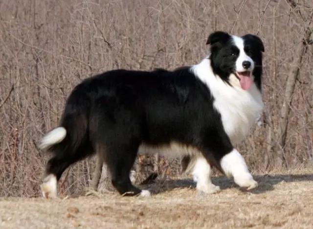 边境牧羊犬论坛湖州:边境牧羊犬的优缺点是什么？
