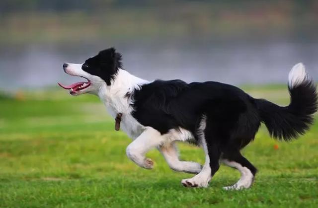 边境牧羊犬性格分析:边境牧羊犬性格温柔吗 如何从品相上选购边境牧羊犬？