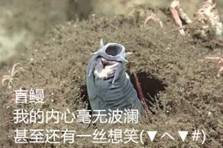 七鳃鳗恶心:盲鳗这么丑的生物有什么用？