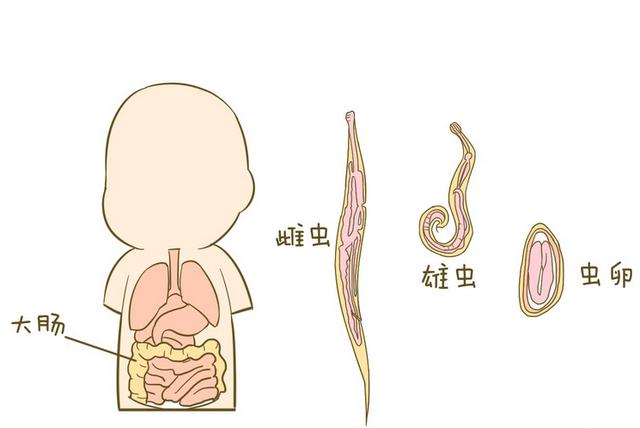 包虫病卡通图片图片