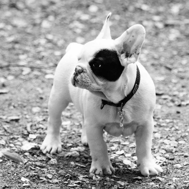 法国斗牛犬和西班牙斗牛犬的区别:如何分辨法斗幼犬的优劣？ 英国斗牛犬与法国斗牛犬的区别