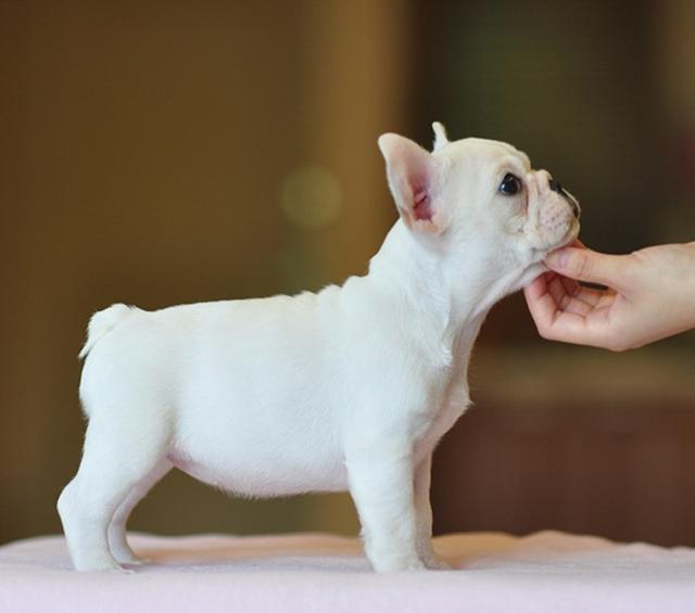 法国斗牛犬和西班牙斗牛犬的区别:如何分辨法斗幼犬的优劣？ 英国斗牛犬与法国斗牛犬的区别