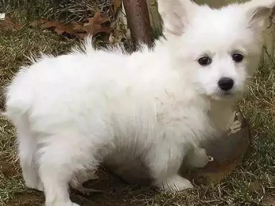 杂交狗:狗的纯种繁殖和杂交繁殖，哪种对狗的进化更有利？