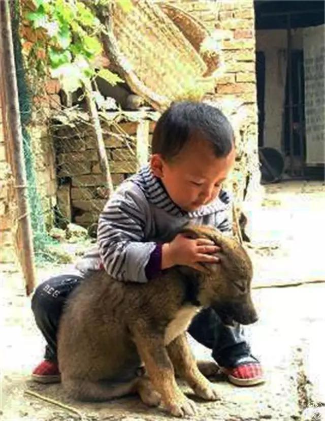 gogo中国名狗:土狗那么忠诚，为什么很多人却瞧不起土狗？