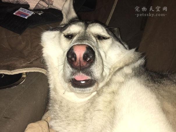 小狗的图片:小狗的图片可爱图片 宠物 你看过哪些特别奇葩的狗狗睡姿？