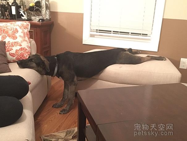 小狗的图片:小狗的图片可爱图片 宠物 你看过哪些特别奇葩的狗狗睡姿？
