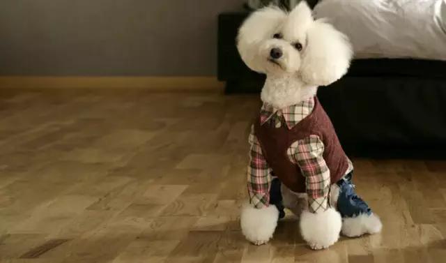 家里的松狮犬视频:松狮犬和贵宾犬一起养可以吗？ 巨型松狮犬视频