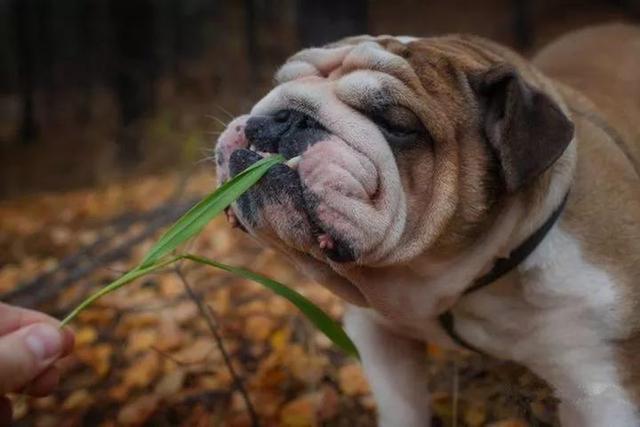猩猩小庞:养英国斗牛犬是一种什么样子的体验