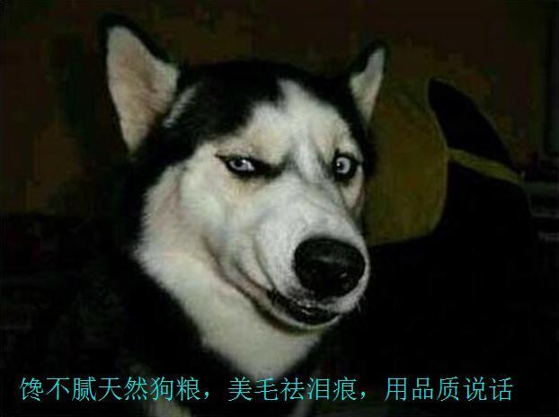 哈士齐聪明吗:哈士奇究竟是怎样一只神犬？