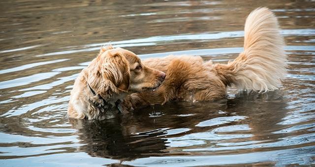 大型宠物犬品种大全:哪种大型犬最适合家养，盘点适合家养的10种大型犬？