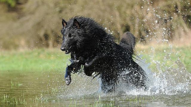 大型宠物犬品种大全:哪种大型犬最适合家养，盘点适合家养的10种大型犬？