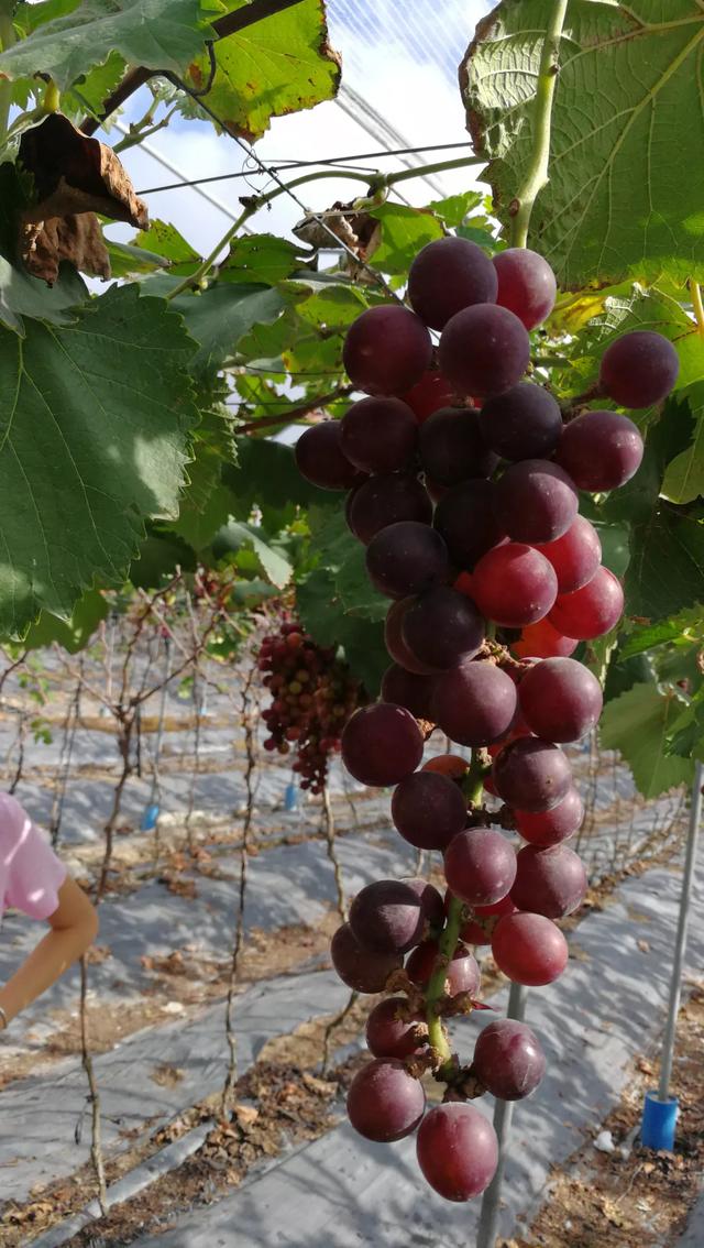 头条问答 - 海南岛上有葡萄树吗?(9个回答)