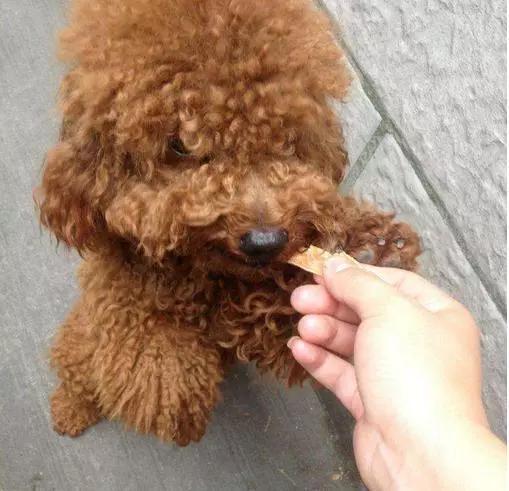 快乐到家贵宾狗图片:泰迪犬为什么感觉那么受欢迎？