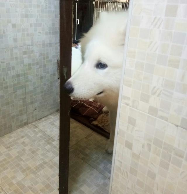 大头狗壁纸:大型犬养什么好，又不是很不贵？