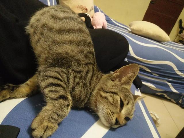 俄罗斯蓝猫胖了:什么品种的猫，天生就容易胖？ 俄罗斯蓝猫怎么和无毛猫那么像