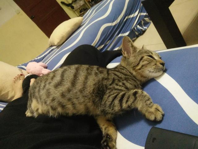 俄罗斯蓝猫胖了:什么品种的猫，天生就容易胖？ 俄罗斯蓝猫怎么和无毛猫那么像