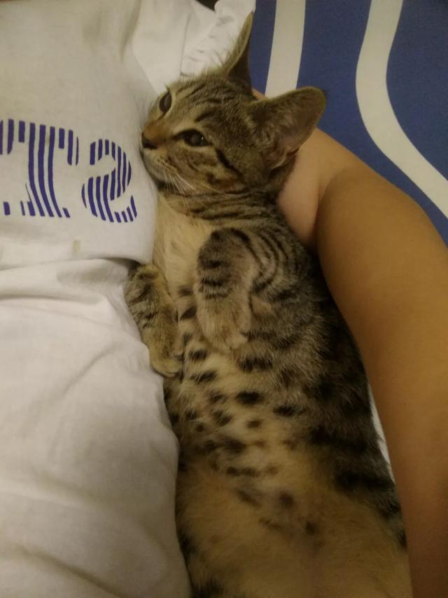 俄罗斯蓝猫胖了:什么品种的猫，天生就容易胖？ 俄罗斯蓝猫怎么和无毛猫那么像