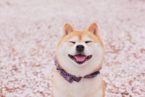 全能警卫犬:警卫犬品种 看家护院选择哪种犬比较好？