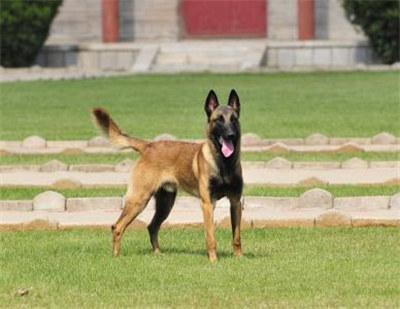 比利时牧羊犬图片:关于比利时马犬，你知道多少？这种犬的服从性是不是世界第一？ 比利时牧羊犬图片大全