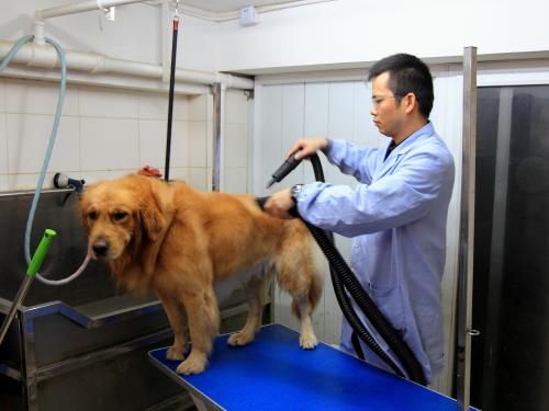 宠物商机:宠物行业未来怎么样？如何从基础做起？ 宠物商机网app