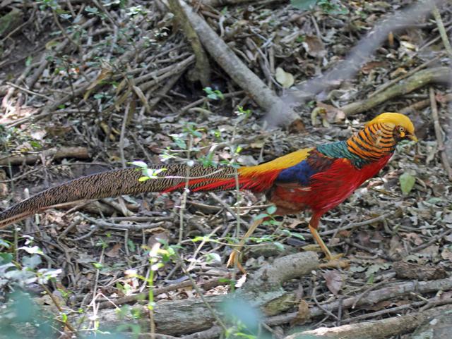 除了大熊猫、扬子鳄、白鳍豚,还有哪些动物是中国特有的？