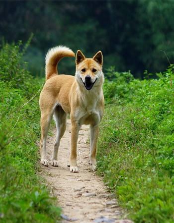 适合看家护卫的小型犬有哪些:农村养什么护卫犬好，家里以后有宝宝哪种合适？ 看家护院小型犬什么犬种最好